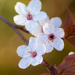 Close-up of white cherry blossoms