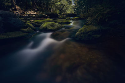 Scenic view of river flowing in forest