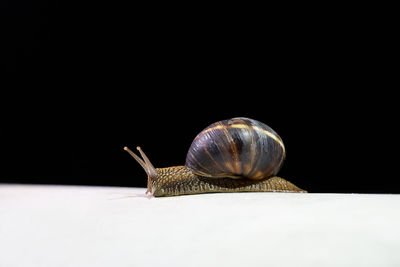 Close-up of snail against black background