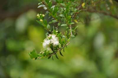 Close-up of white flowering plant