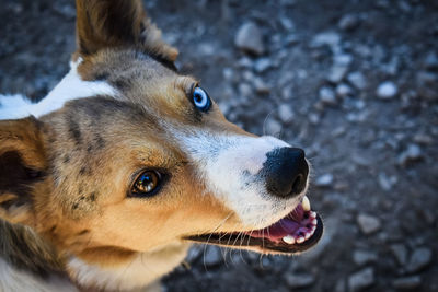 Close-up of dog looking away