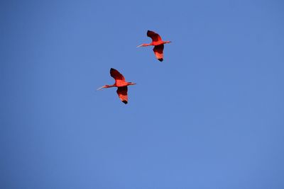 Low angle view of bird flying in sky