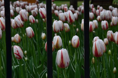 Close-up of tulips in field