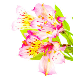 Close-up of pink flower against white background