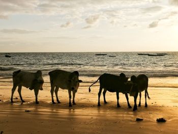 Horses on beach