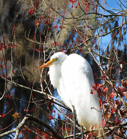 Low angle view of great egret perching on tree