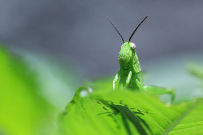 Close-up of insect on leaf