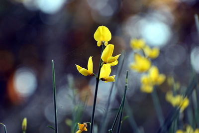 Close-up of yellow flowering plant