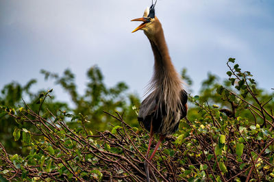 Low angle view of bird perching on tree against sky