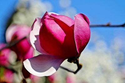 Close-up of pink rose flower