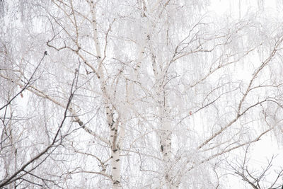 Low angle view of frozen bare tree against sky