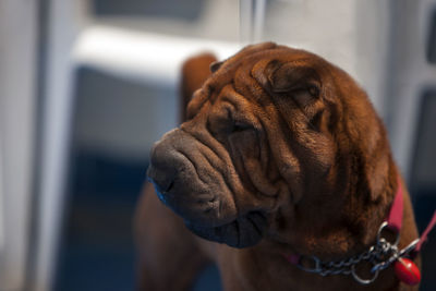 Close-up of a dog looking away