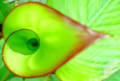 Close-up of green snake on plant