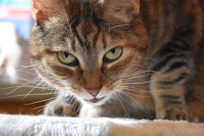 Close-up portrait of a cat