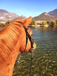 Horse in a lake