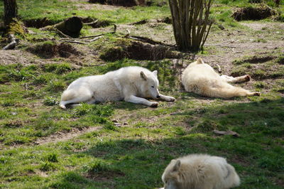 Snow wolves relaxing on grass