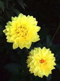 Close-up of yellow dahlia flowers