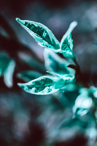 Close-up of water drops on green leaves