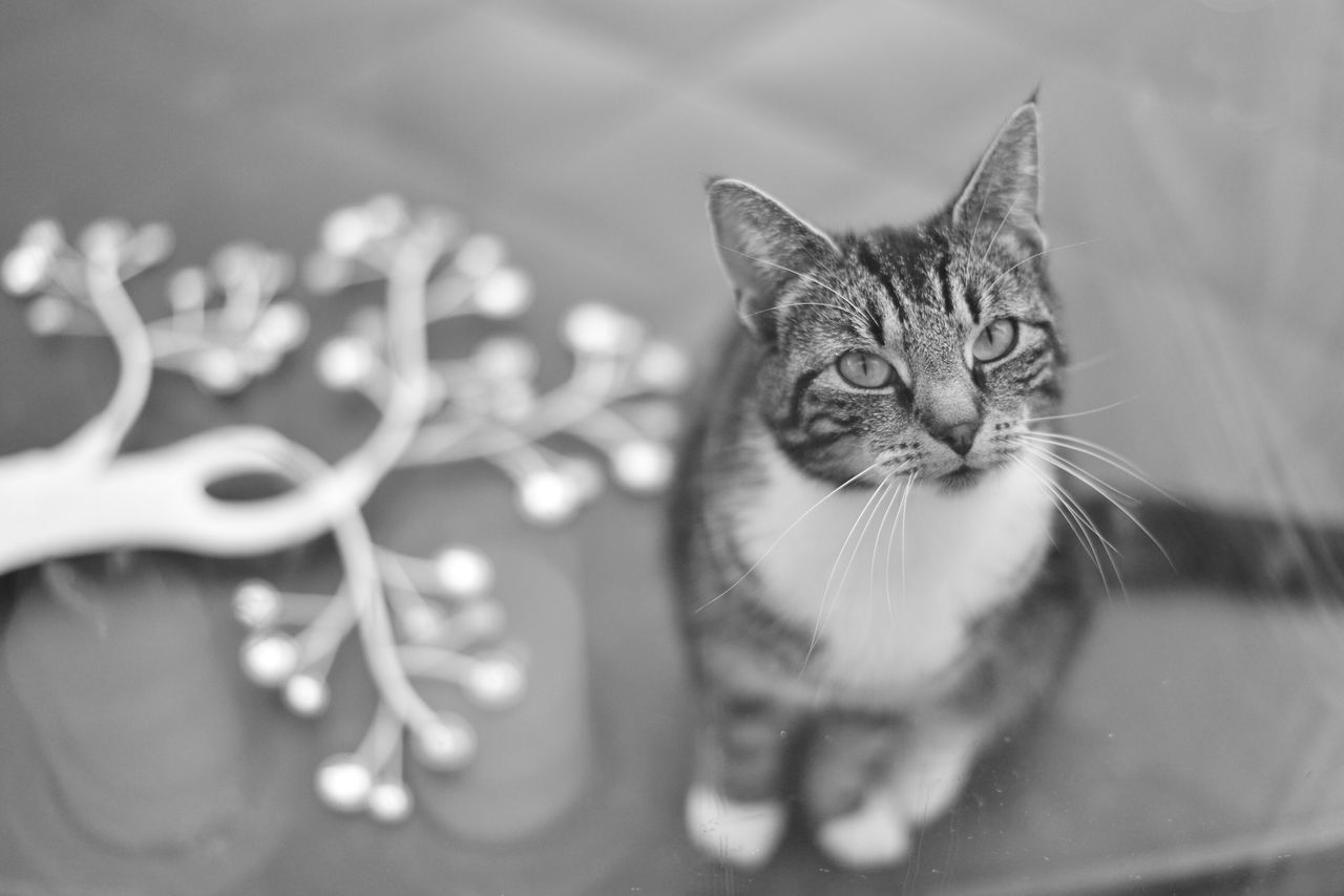 domestic cat, pets, cat, domestic animals, one animal, animal themes, feline, indoors, mammal, whisker, portrait, looking at camera, close-up, selective focus, animal head, focus on foreground, home interior, staring, relaxation