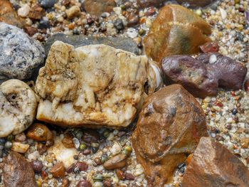 Close-up of crab on rock in sea