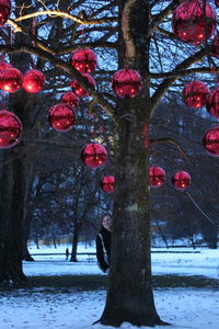 View of cherry tree during winter