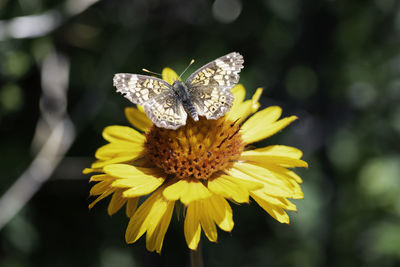 Close-up of butterfly pollinating on yellow flower