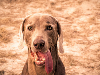 Close-up portrait of a dog