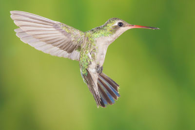 Close-up of bird flying