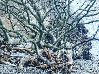 Bare tree in forest during winter