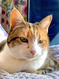 Close-up portrait of cat relaxing outdoors