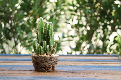 Close-up of cactus plant with roots on table