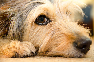 Close-up portrait of dog