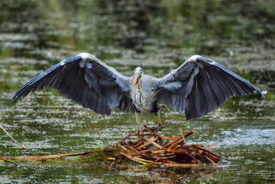 Full length of bird perching on wood in lake