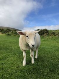 Sheep standing in a field