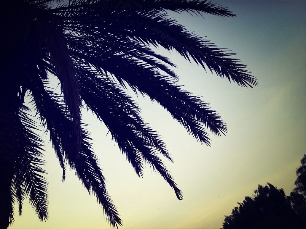 LOW ANGLE VIEW OF PALM TREES AGAINST SKY