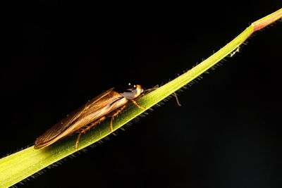 Close-up of insect against black background