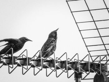 Birds perching on railing against clear sky