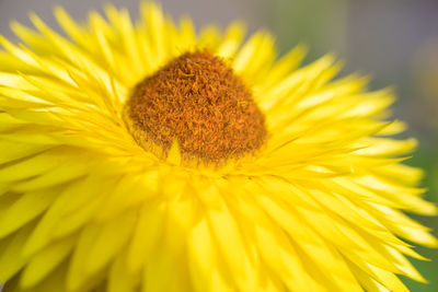 Close-up of yellow flower