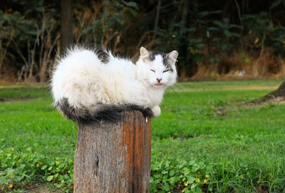 View of a cat on wooden post