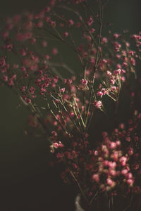 Close-up of pink flowering plants on field