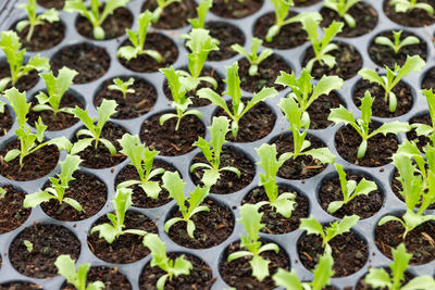 Plants growing on field