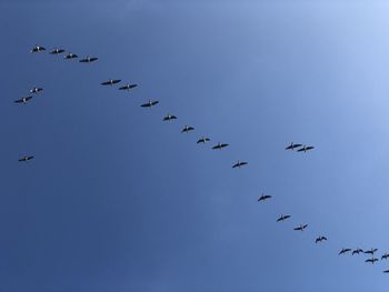 Low angle view of birds flying in the sky