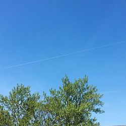 Low angle view of trees against clear blue sky