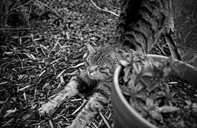 High angle portrait of cat relaxing outdoors