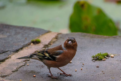 Close-up of bird perching on ground