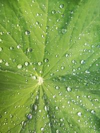 Full frame shot of wet leaf