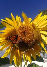 Close-up of honey bee on sunflower