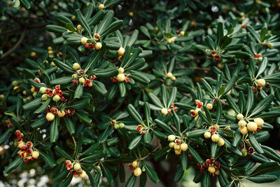 Close-up of flowering plants