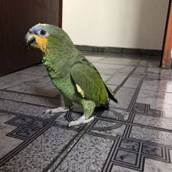 Close-up of parrot perching in cage