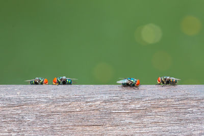 View of insect on wood